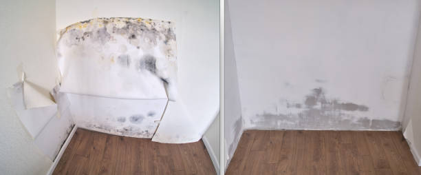 Best Commercial Mold Removal  in , CT